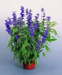 Image result for Salvia farinacea