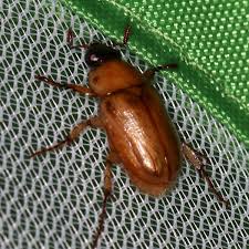 Image result for Buchnera cryptocephala