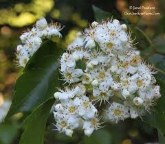 Wildlife makes use of trees from the very top to the bottom. 15 Trees For A Wildlife Friendly Edible Landsape