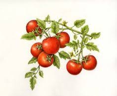 Tattoo commission of an imagined tomato vine. 25 Tomato Tatttoo Ideas In 2021 Tomato Tomato Tattoo Botanical Drawings