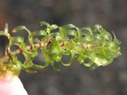 Image result for Hydrocharitaceae