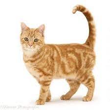 We did not find results for: Image Result For Cat With White Background Standing Pretty Cats Cat Anatomy Cat Photo