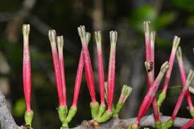 Image result for Tapinanthus forbesii
