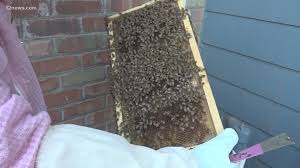 This means that the recruiter bee has chose this particular spot to build their honey comb. Tips On Dealing With Bees At Home After Ahwatukee Woman Finds Massive Hive In Her Wall 12news Com