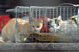 Feral cats are wild animals. Trap Neuter Return Tnr For Cats Best Friends Animal Society