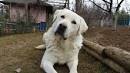 Akbash Dog Breed Profile | Petfinder