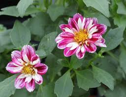 Maybe you would like to learn more about one of these? Strange S Florists Greenhouses And Garden Centers Richmond Virginia S Favorite Christmas Florist Garden Center Greenhouse Gardening Florist
