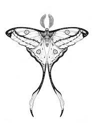 Comet Moth Moth Tattoo Moth Tattoos Comet Moth