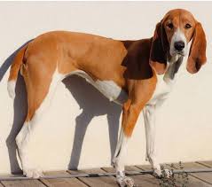 Image result for jurský honič