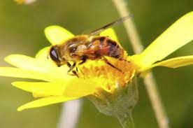 We did not find results for: Mutualism Relationship Between Flowers And Bees Download Scientific Diagram