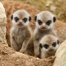 42 Little Creatures Too Cute To Be Real Baby Animals Pictures Cute Animals Baby Meerkat