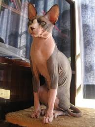 Ia memiliki bulu lembut di bagian luar hidungnya, telapak kakinya, bagian luar telinga. Kucing Sfinks Wikipedia Bahasa Indonesia Ensiklopedia Bebas
