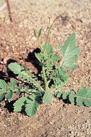 Image result for Euryops subcarnosus