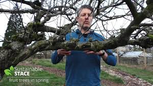 Most fruit trees only need dormant oils applied about every five years, unless there is a large infestation problem in the area. How To Prep Your Fruit Trees In Spring Youtube