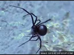 But andrade showed that females that eat their first. Deathstalker Scorpion Vs Black Widow Spider Most Dangerous Scorpion
