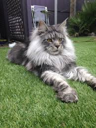 Pin On Cool Cats