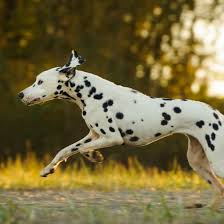 Check spelling or type a new query. Black And White Dog Names