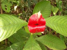 E se qualcuno di voi tornerà nel mondo terreno, riabiliti la mia memoria, che ancora soffre del colpo subìto a causa dell'invidia». La Psychotria Elata E Anche Detta Pianta Dei Baci Per Via Dell Aspetto Dei Suoi Fiori