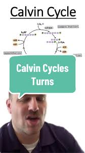 Understanding the Calvin Cycle in Botany