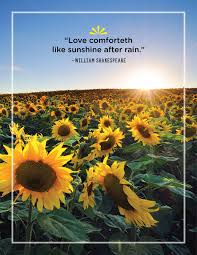 40 Best Sunshine Quotes Wise And Inspirational Sayings About Sunshine Every day we present the best quotes! 40 best sunshine quotes wise and