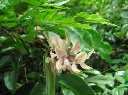 Image result for Abrus melanospermus