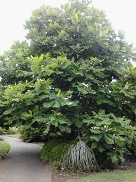 Magnolia acuminata (cucumber tree) hybrid varieties. Pin On Garden Exotic