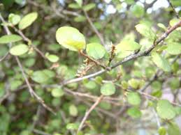 Image result for Streblus