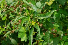 Image result for Ludwigia erecta
