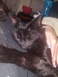 My baby has been missing for over a month now, and i want him back so badly, said mrs. Lost Pet Statistics Lost Pet Research And Recovery