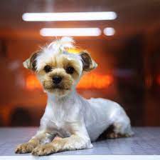 tenten dog kopek kedi kopek kedi