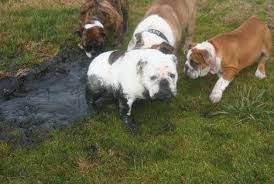 100% purebred french & english bulldog puppies for sale with health guarantee. Texas English Bulldogs Puppies For Sale English Bulldog Breeder Stud Services