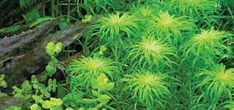 Image result for Syngonanthus