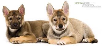 They have been known to exceed in agility, obedience and sled racing. Alegria Tamaskan Breeder