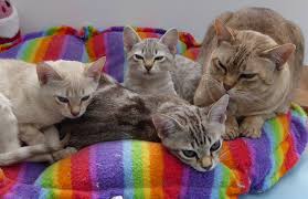 Australian mists are a relatively new breed of cat. Australian Mist Breeders Australia Australian Mist Info Kittens