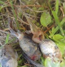 A tadpole is the larval stage in the life cycle of an amphibian. Is Ranavirus Behind Frog Population Declines Science 2 0