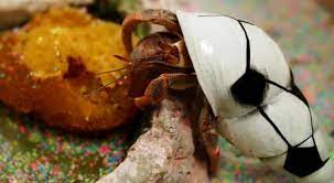 Uk hermit crab shop, forum and information resource with a range of hermit crab foods, shells and list of foods hermit crabs can eat | cuteness. Crustacean Craving Pet Age
