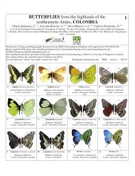 Check spelling or type a new query. Noreste De Los Andes Mariposas Guias De Campo