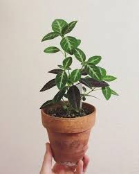 Image result for Ruellia makoyana