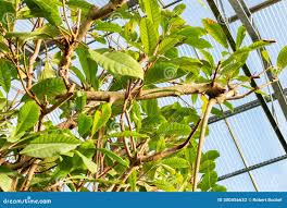 Image result for Ficus saussureana