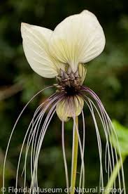 Pin On Flowers And Plants