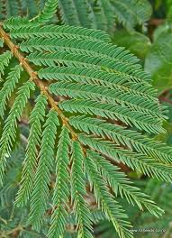 Image result for Acacia decurrens
