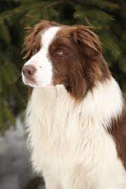 Border Collie Grooming Bathing And Care Pastore Australiano Border Collie Animali