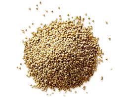 Image result for Sorghum