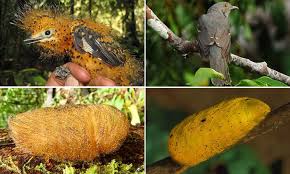 These birds forage on the ground, in shallow water or in shrubs; Chicks Of The Cinereous Mourner Bird Mimic A Caterpillar To Scare Off Predators Daily Mail Online