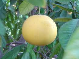 Image result for Citrus maxima