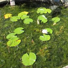 You'll probably notice blanket weed appearing in late spring with thick strands threading its way through the water. Blanketweed Klear Algae Ponds Lakes
