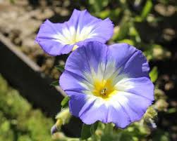 Image result for Convolvulus