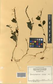 Image result for Brachystephanus