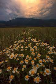 Check spelling or type a new query. Spring Path By Dimitrios Katrantzis Path Nature Naturephotograph Landscape Flowers Mountain Mountains Fantasy Landscape Nature Aesthetic Scenery