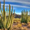 The cactus fruits are edible and very popular among the local native americans. 1